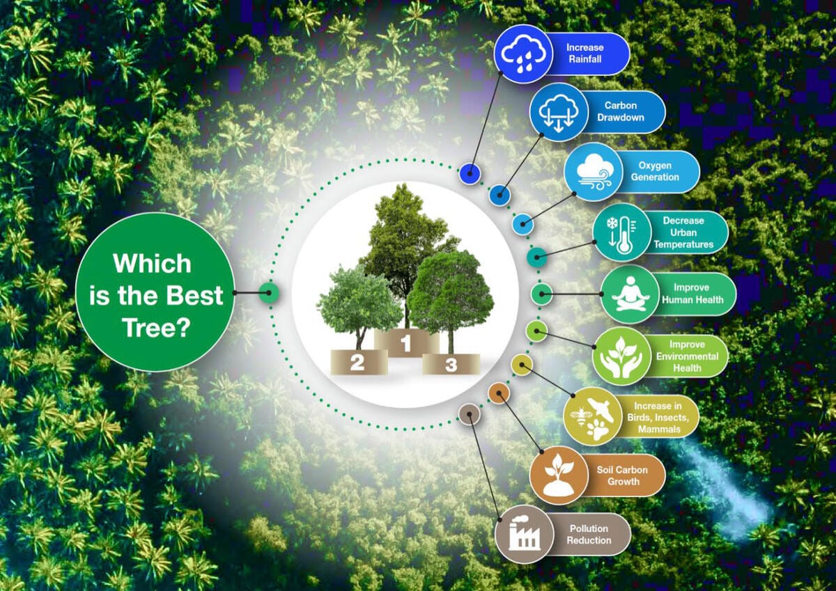 Which is the Best Tree? Infographic showing the 9 regenerative benefit categories measured by LCBA: rainfall enhancement, carbon drawdown, oxygen generation, urban temperature decrease, human health improvement, environmental health improvement, support for birds, insects and mammals, soil carbon growth, and pollution reduction.